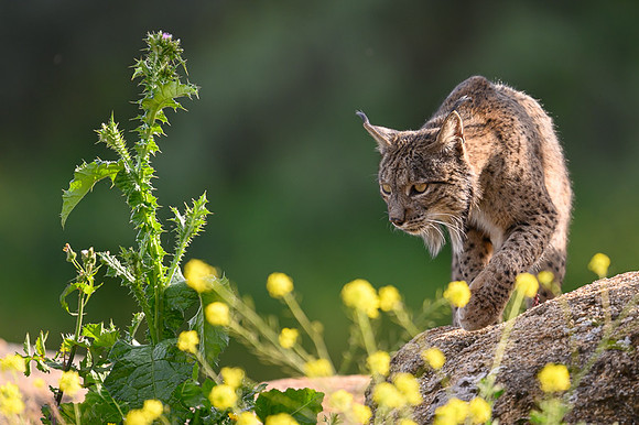 Iberian Lynx / Ryś Iberyjski