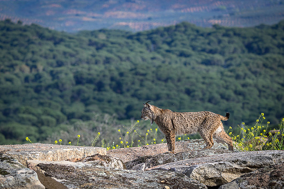 Iberian Lynx / Ryś Iberyjski
