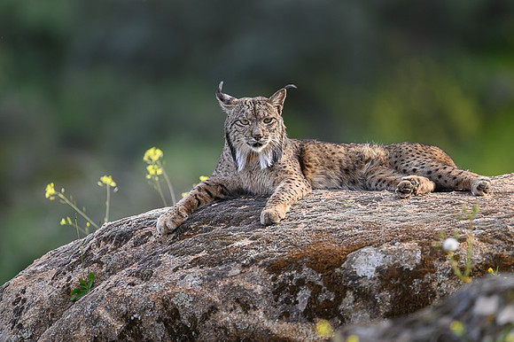 Iberian Lynx / Ryś Iberyjski