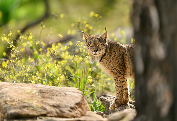 Iberian Lynx / Ryś Iberyjski