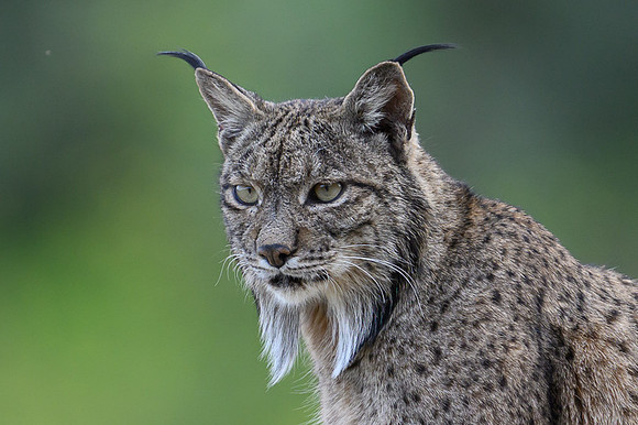 Iberian Lynx / Ryś Iberyjski