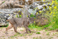 Iberian Lynx / Ryś Iberyjski