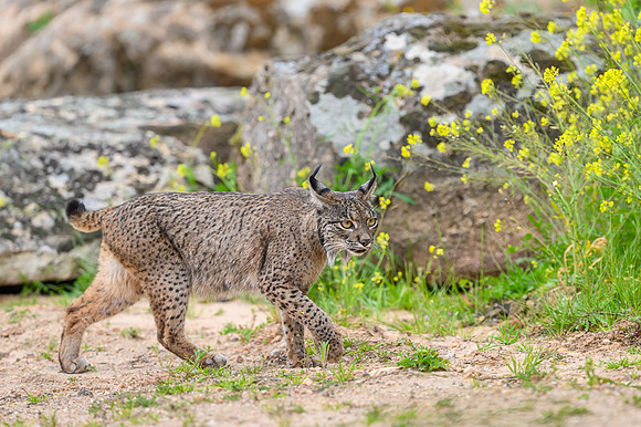 Iberian Lynx / Ryś Iberyjski