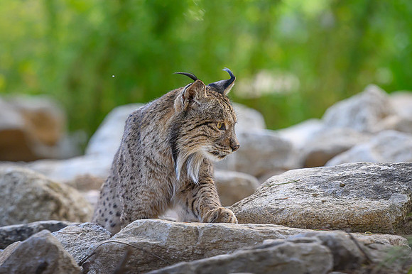 Iberian Lynx / Ryś Iberyjski