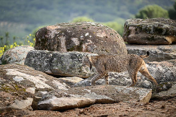 Iberian Lynx / Ryś Iberyjski
