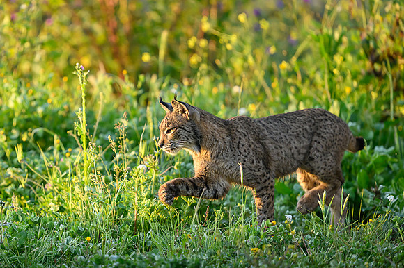 Iberian Lynx / Ryś Iberyjski