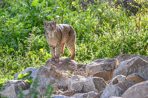 Iberian Lynx / Ryś Iberyjski