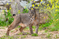 Iberian Lynx / Ryś Iberyjski