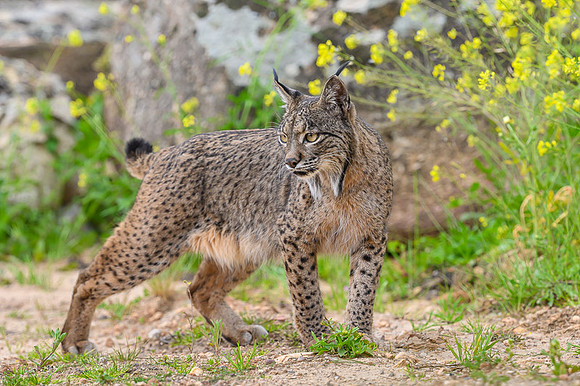 Iberian Lynx / Ryś Iberyjski