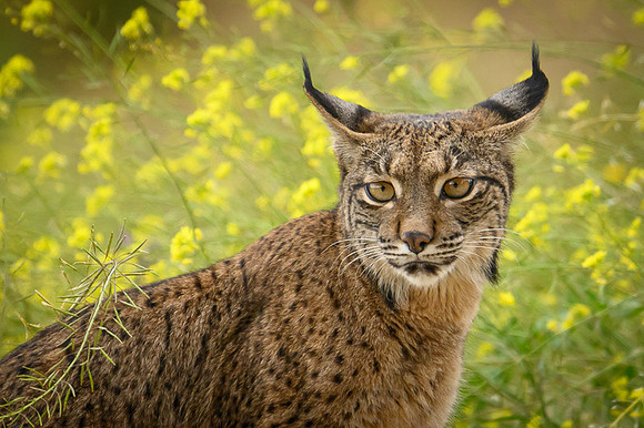 Iberian Lynx / Ryś Iberyjski