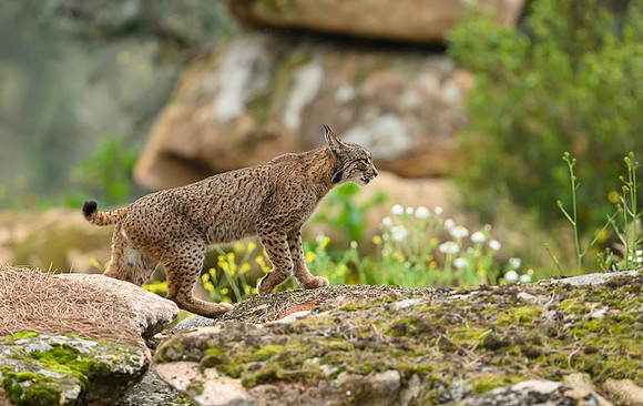 Iberian Lynx / Ryś Iberyjski