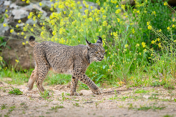 Iberian Lynx / Ryś Iberyjski