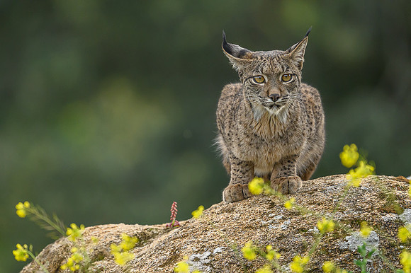 Iberian Lynx / Ryś Iberyjski