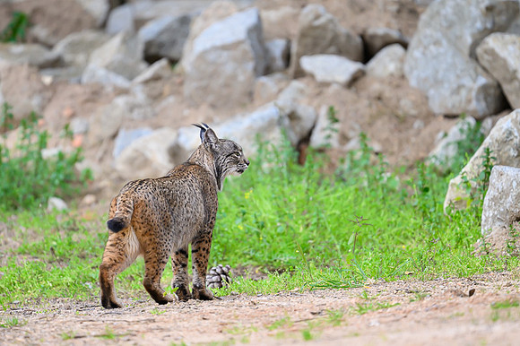 Iberian Lynx / Ryś Iberyjski