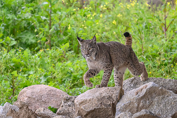 Iberian Lynx / Ryś Iberyjski