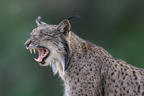 Iberian Lynx / Ryś Iberyjski