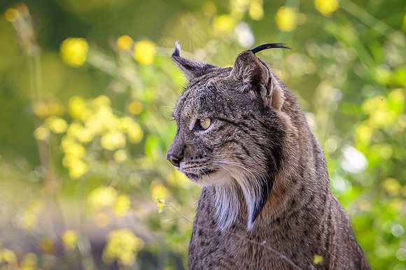 Iberian Lynx / Ryś Iberyjski