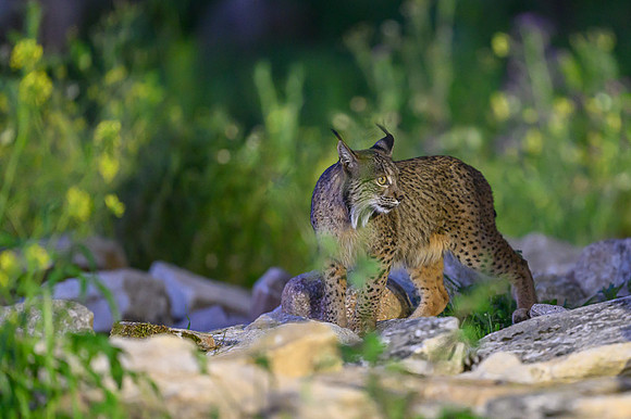 Iberian Lynx / Ryś Iberyjski