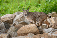 Iberian Lynx / Ryś Iberyjski
