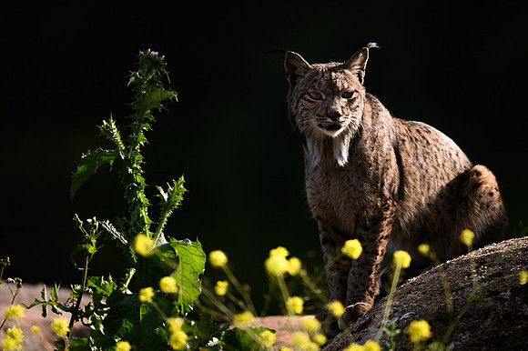 Iberian Lynx / Ryś Iberyjski