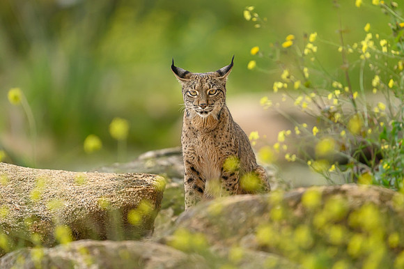 Iberian Lynx / Ryś Iberyjski