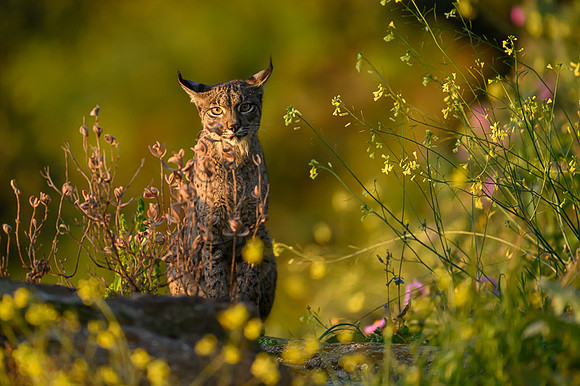 Iberian Lynx / Ryś Iberyjski