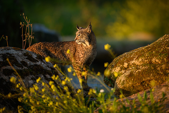 Iberian Lynx / Ryś Iberyjski