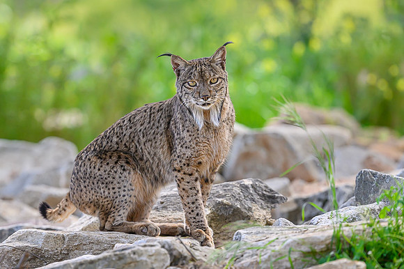 Iberian Lynx / Ryś Iberyjski