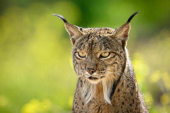 Iberian Lynx / Ryś Iberyjski
