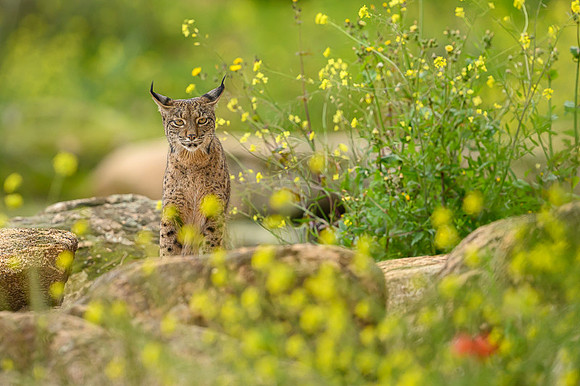 Iberian Lynx / Ryś Iberyjski