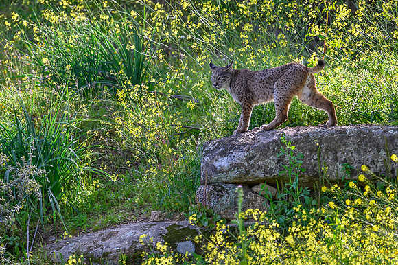 Iberian Lynx / Ryś Iberyjski