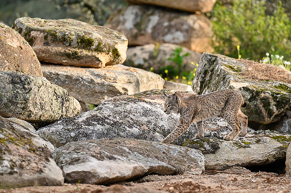Iberian Lynx / Ryś Iberyjski