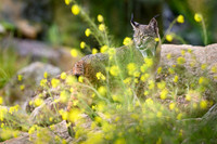 Iberian Lynx / Ryś Iberyjski