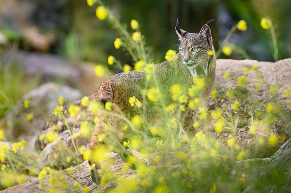 Iberian Lynx / Ryś Iberyjski