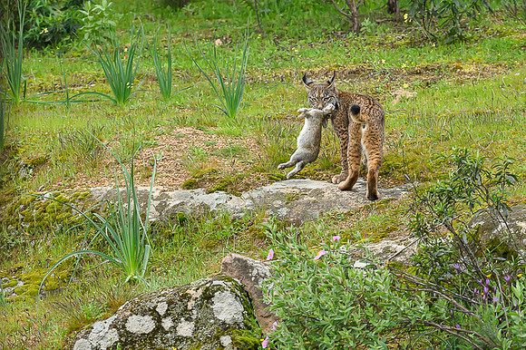 Iberian Lynx / Ryś Iberyjski
