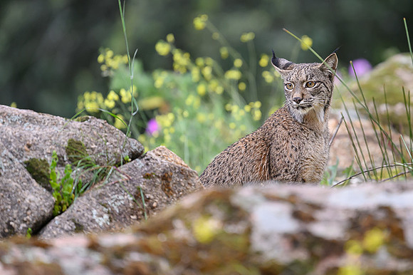Iberian Lynx / Ryś Iberyjski