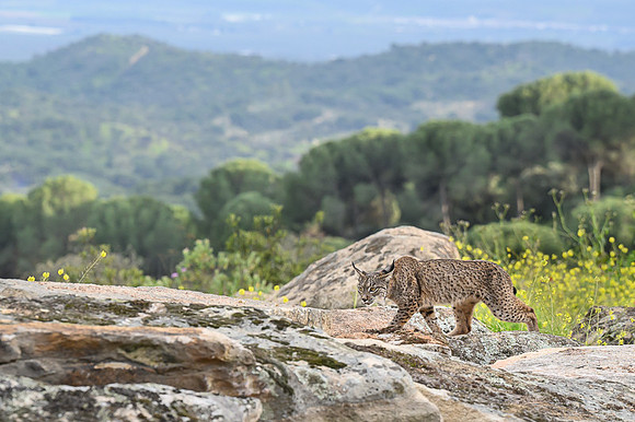 Iberian Lynx / Ryś Iberyjski