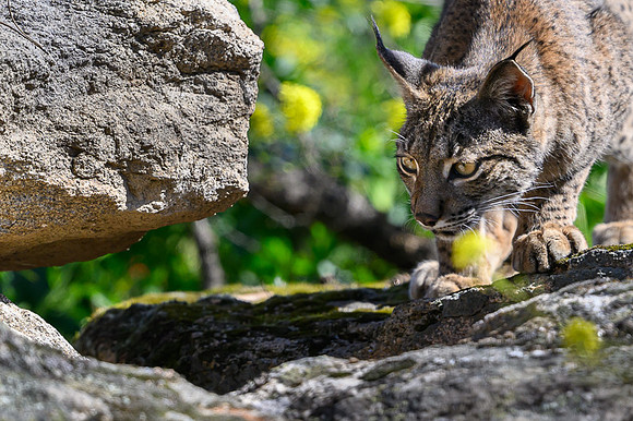 Iberian Lynx / Ryś Iberyjski