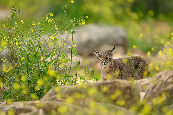 Iberian Lynx / Ryś Iberyjski