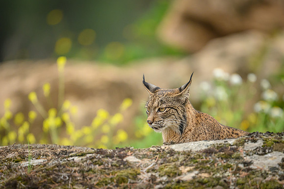 Iberian Lynx / Ryś Iberyjski