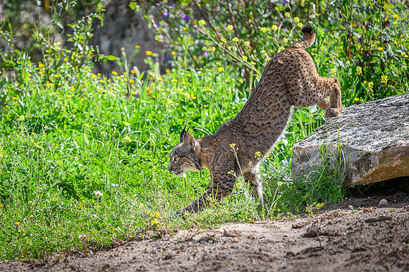 Iberian Lynx / Ryś Iberyjski