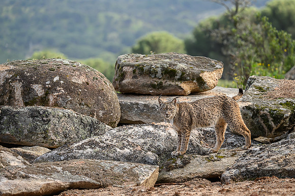 Iberian Lynx / Ryś Iberyjski