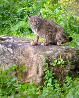 Iberian Lynx / Ryś Iberyjski