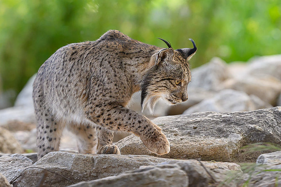 Iberian Lynx / Ryś Iberyjski