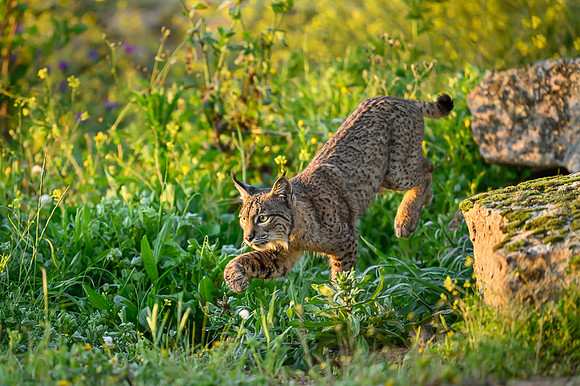 Iberian Lynx / Ryś Iberyjski