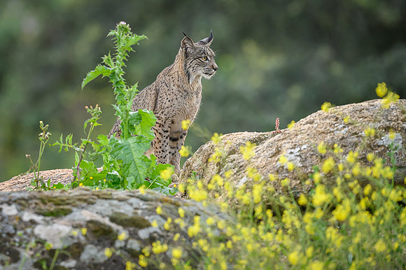 Iberian Lynx / Ryś Iberyjski