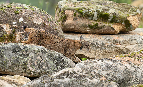 Iberian Lynx / Ryś Iberyjski