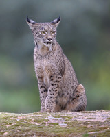 Iberian Lynx / Ryś Iberyjski