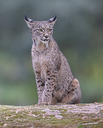 Iberian Lynx / Ryś Iberyjski