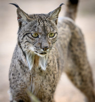 Iberian Lynx / Ryś Iberyjski